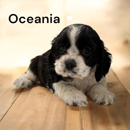 puppy, for, sale, Cocker Spaniel, Joe & Cherri  Overlease, dog, breeder, Miller, MO, dog-breeder, puppy-for-sale, forsale, nearby, find, puppyfind, locator, puppylocator, aca